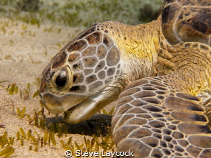 Green turtle munching (no strobe) by Steve Laycock 